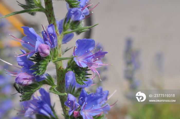 香草园里的Hyssop花枝（Hyssopus officinalis）。野生香草，盛开的牛膝草，bl