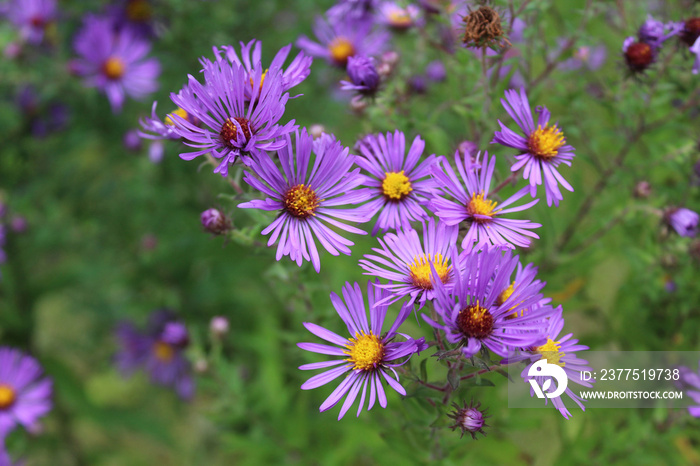 New England aster at Somme Prairie Nature Preserve in Northbrook, Illinois