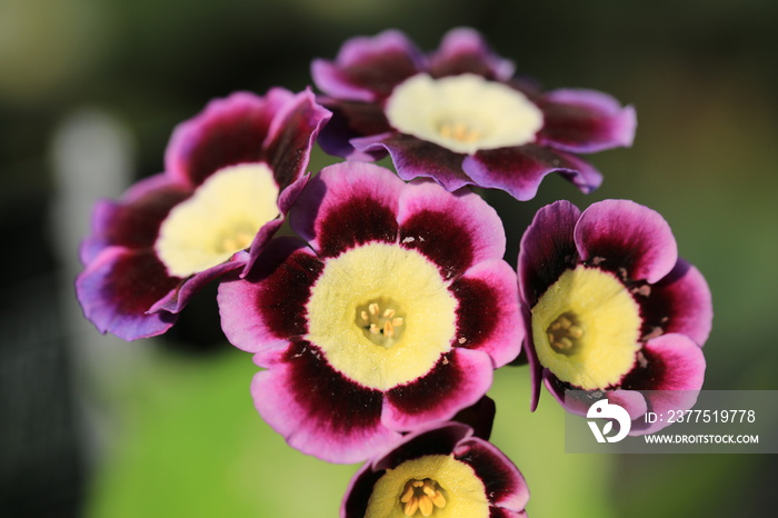 Beautiful blooming auricula in June