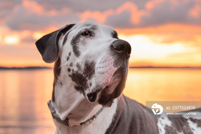 Handsome harlequin great dane dog during golden hour sunset over the sea.