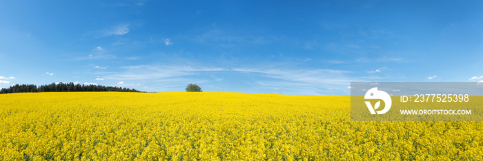 Blühendes Rapsfeld Panorama