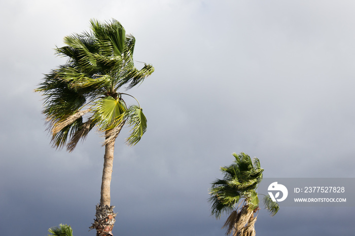风暴威胁天空，强风吹在棕榈树上。热带天气。气候变化概念