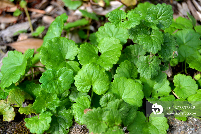 Gundermann, Glechoma hederacea, kräuter