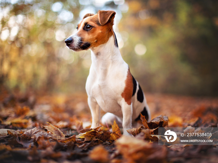 Small Jack Russell terrier dog sitting on autumn leaves, looking to side, shallow depth of field pho