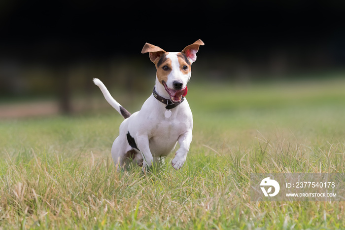 Cute dog jack russell at a park.