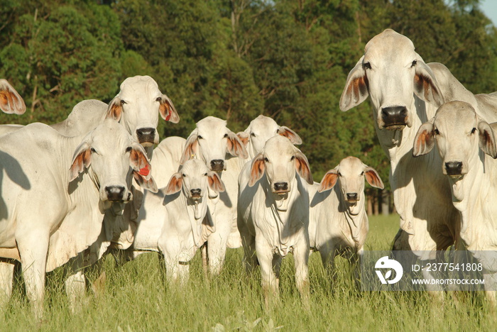 vacas da raça brahman