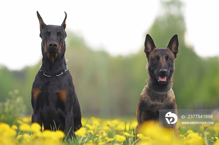 Young Belgian Malinois and Doberman dogs posing together sitting in a green grass with yellow dandel