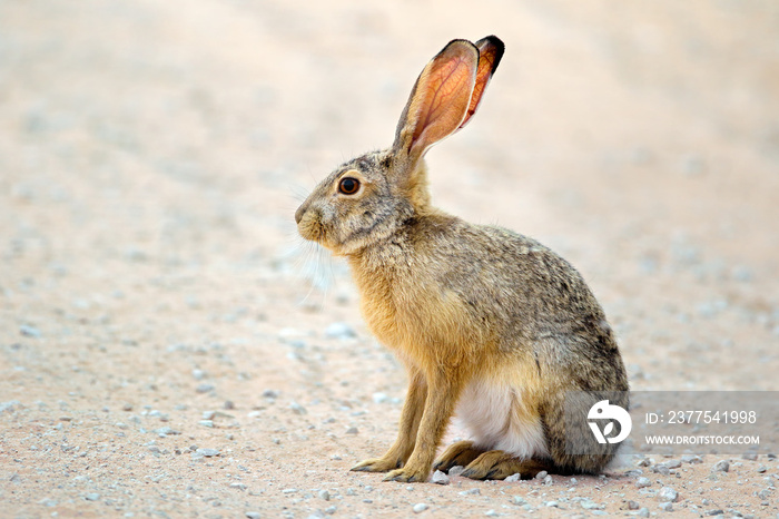 一只警觉的灌木野兔（Lepus saxatilis）直立着，南非。