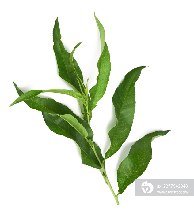 peach branch with green leaves isolated on white background