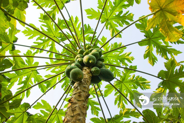 Papaya tree