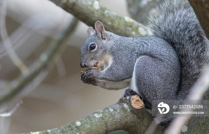 Grey Squirrel Eating