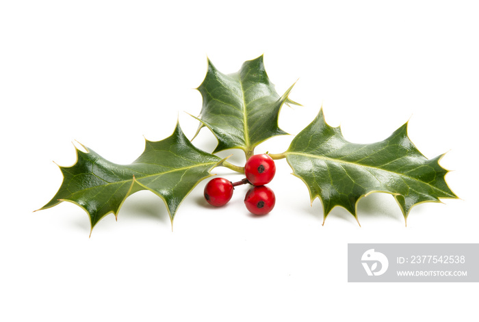 Holly - traditional Christmas plant