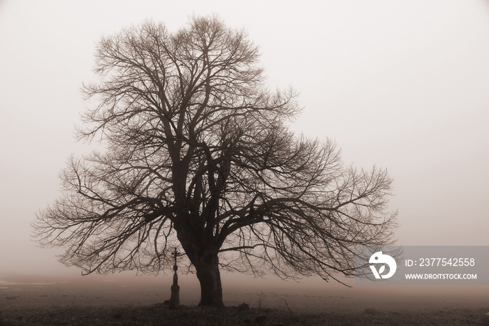 Baum im Nebel