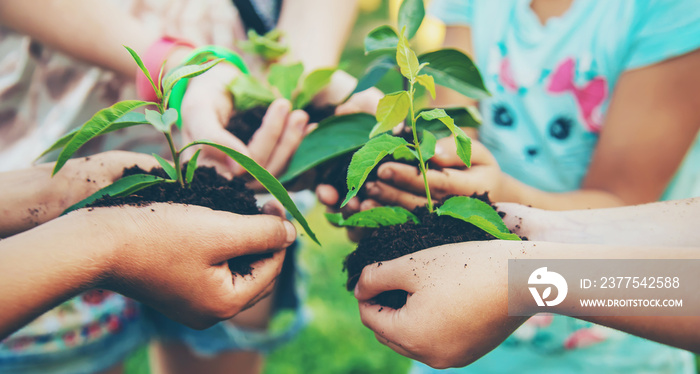 children plant plants together in their hands. Selective focus.