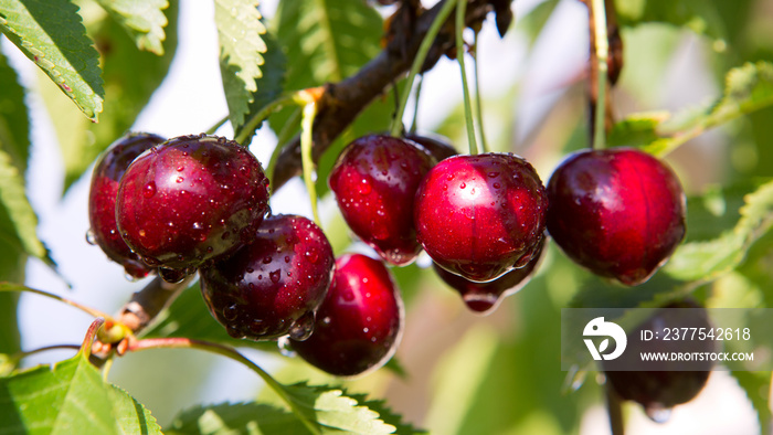 Macro shot on red cherries in the summer garden.