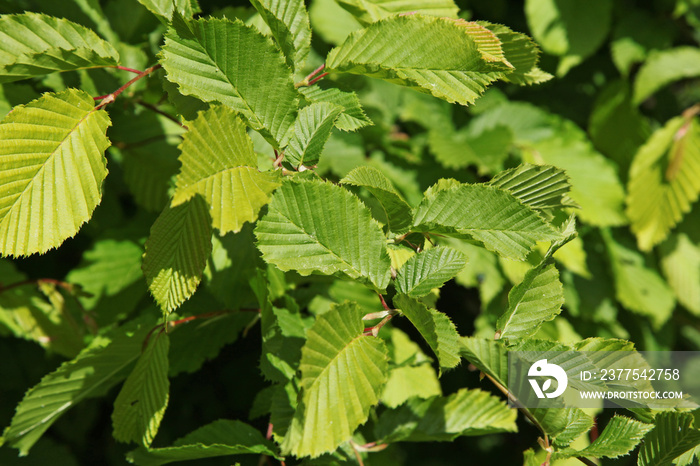 Feuilles de Carpinus betulus