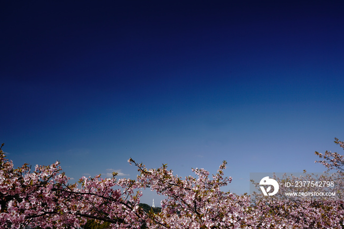 寒緋桜咲く