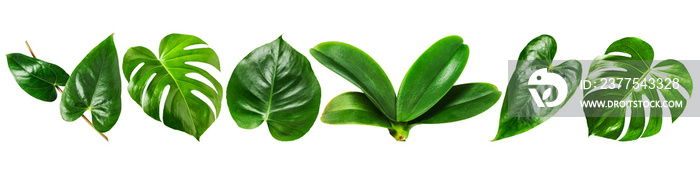 Jungle green leaves banner.