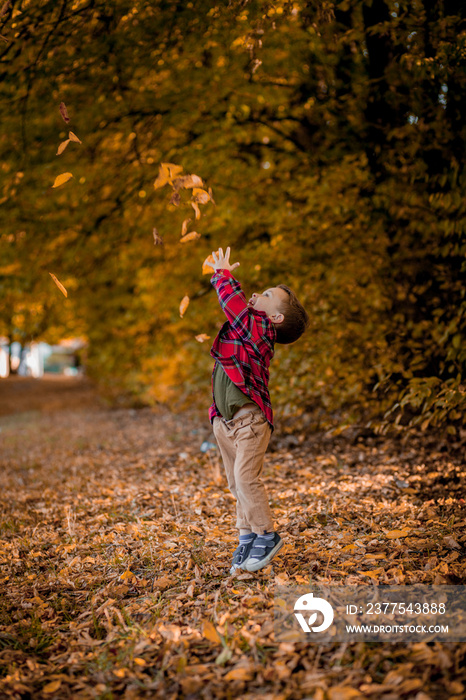 Little boy walks in nature in autumn, a preschooler in the autumn Park in yellow leaves