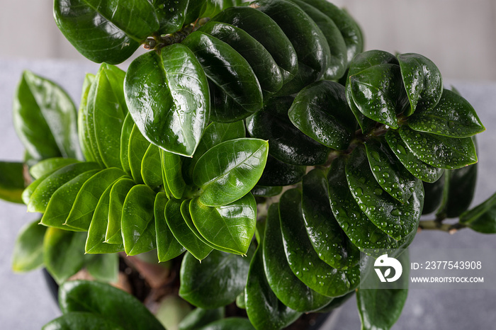 选择性关注Zamioculcas Zamiifolia全框的浅色和深色叶子。叶子俯视图