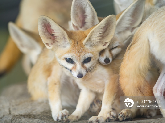 Fennec狐狸，选择性聚焦