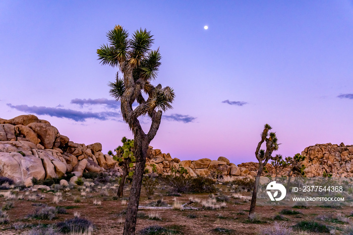 景观图片沙漠日落约书亚树国家公园
