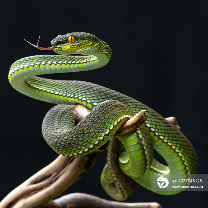 Green viper snake