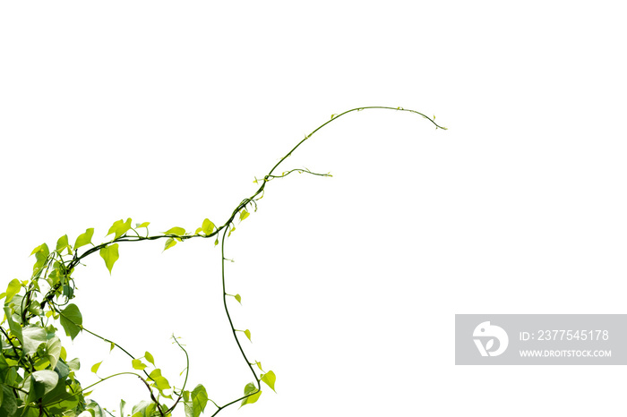 Vine Branch, Vine leaves on white background