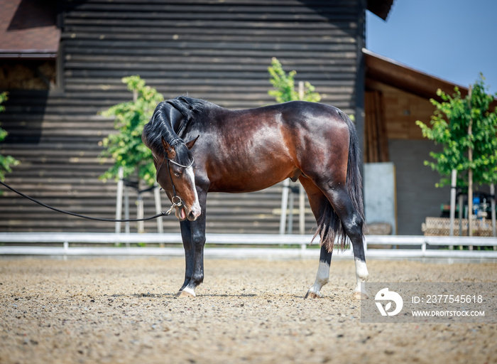 Handsome bay stallion posing in full growth