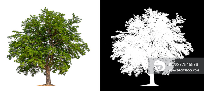 isolated tree on white background with clipping path