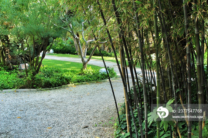 Phyllostachys Nigra bamboo forest in the garden