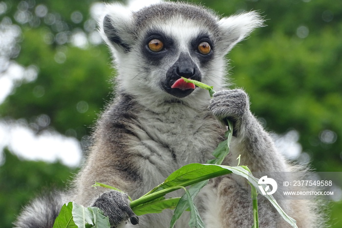 Cheeky ring-tailed lemur eating at the zoo