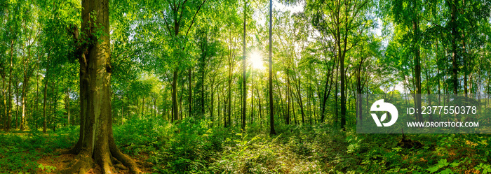 Wald Panorama bei Sonnenschein