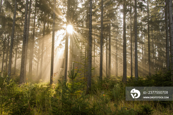 Gegenlicht im Fichtenwald bei Nebel mit sonnenstrahlen und Jagdkanzel