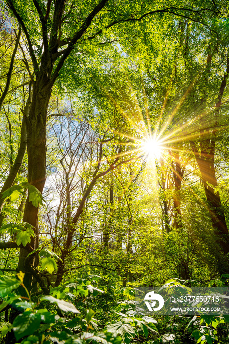 Wald im Frühling bei strahlendem Sonnenschein