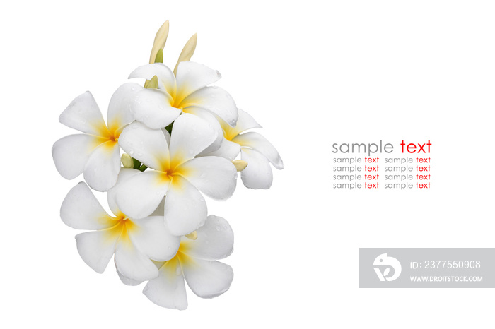 白色和黄色的热带花卉，Frangipani，Plumeria isolated