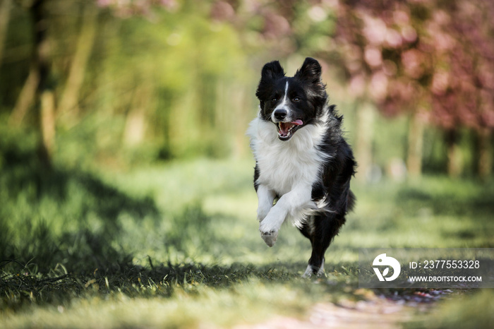 Border Collie