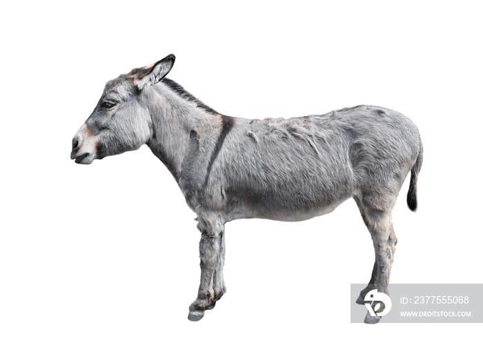 Donkey full length isolated on white