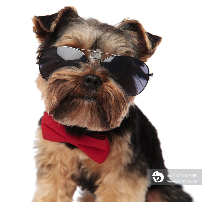 close up of stylish yorkshire terrier wearing sunglasses