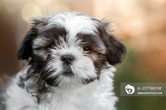 little cute puppy shih tzu lovely dog ​​portrait