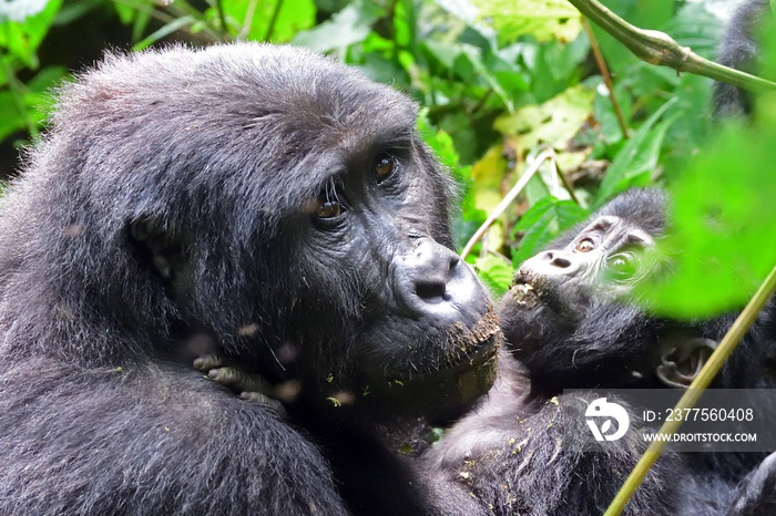 乌干达布温迪国家公园山地大猩猩