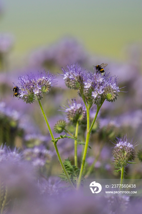 Erdhummel (Bombus terrestris) an Rainfarn-Phazelie (Phacelia tanacetifolia), Hessen, Deutschland