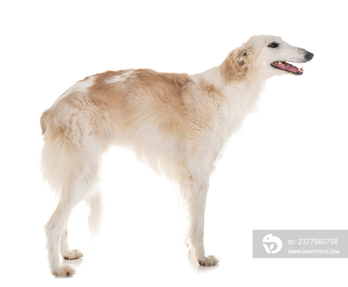 borzoi in studio