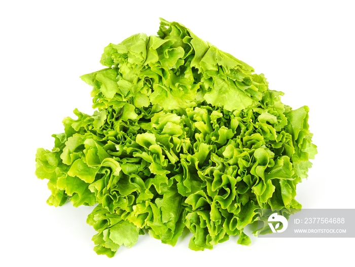 Escarole endive前视图，白色。叶类蔬菜和生菜，叶子宽阔，苦涩。菊苣