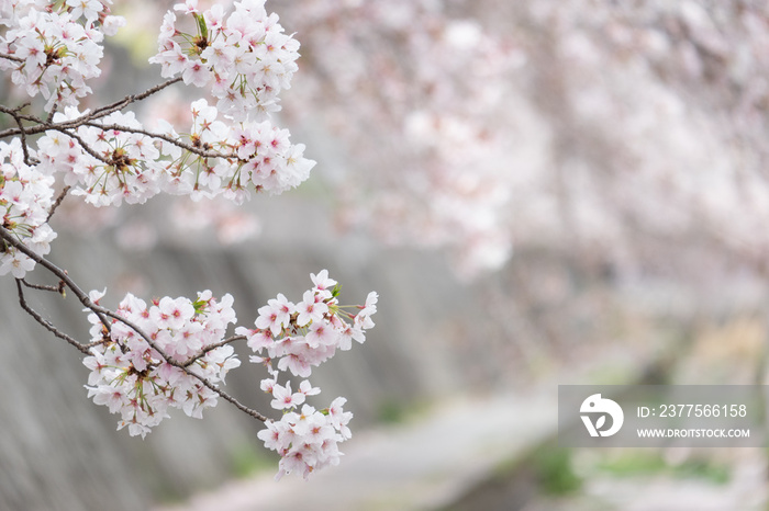 桜の花のある遊歩道