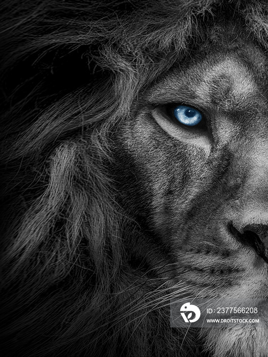 非洲雄狮脸，野生动物黑白相间，但有彩色眼睛