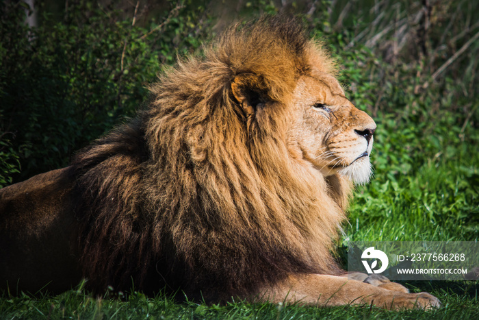 portrait of a lion