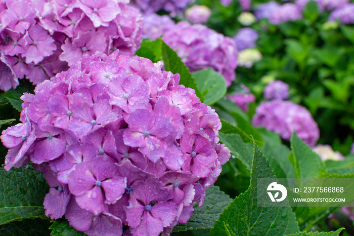 雨の雫とアジサイの花