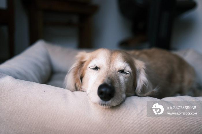 dog lying on floor and looking at camera