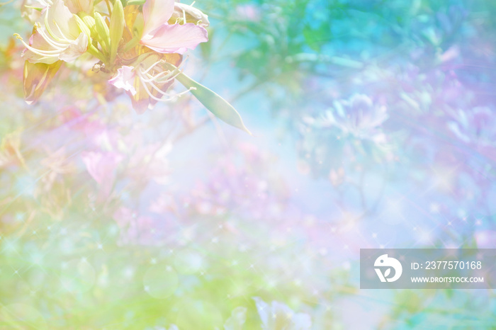 Beautiful Ethereal Blossom Background - a tree blossom in top left corner and blurred bokeh backgrou